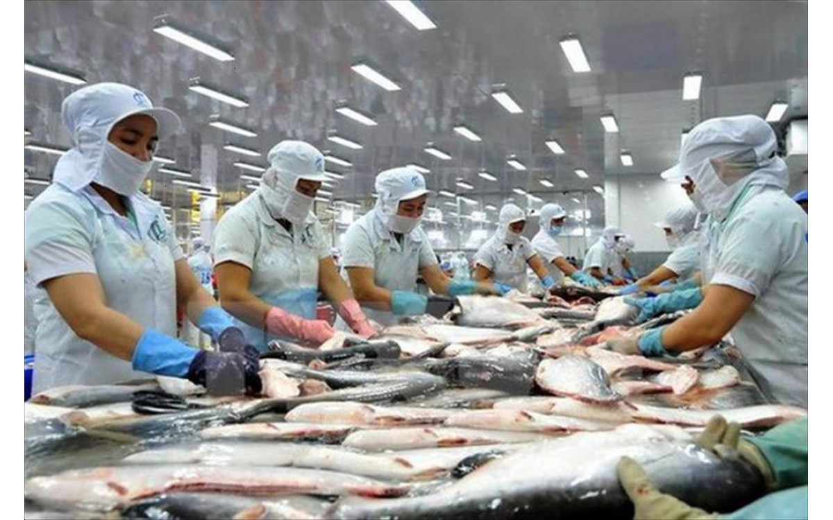 Xuất khẩu cá tra hồi phục nhưng nguồn cung chưa đáp ứng kịp thời